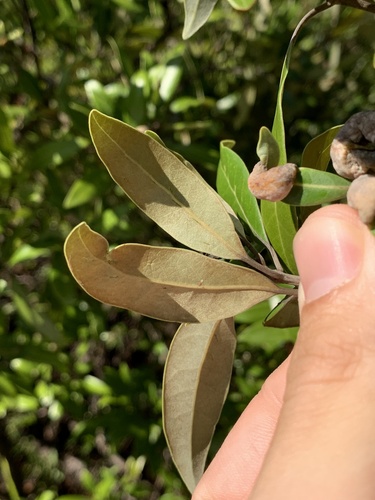 Image of Tamala humilis by no rights reserved