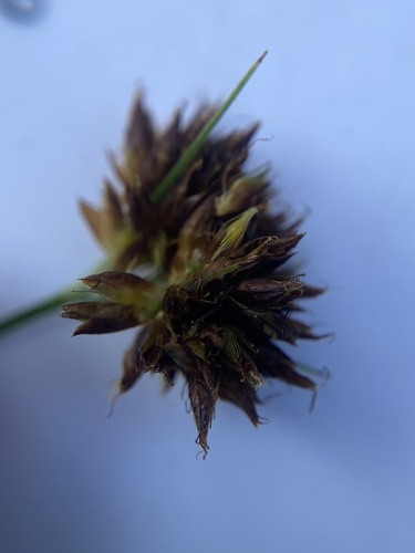 Image of Rhynchospora capitellata by (c) David LaMagna, some rights reserved (CC BY)