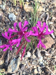 Clarkia concinna concinna
