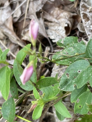 Image of Galactia regularis by no rights reserved