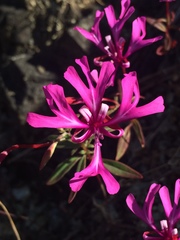 Clarkia concinna concinna