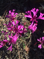 Clarkia concinna concinna