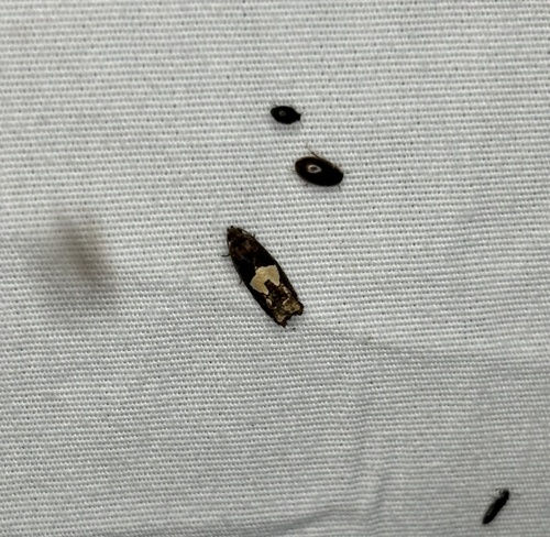 Bidens Borer Moth photo 4
