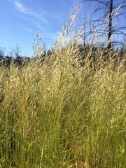 Agrostis pallens