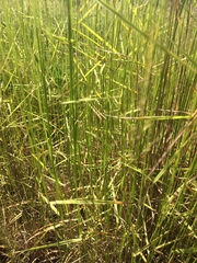 Agrostis pallens