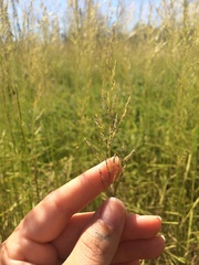 Agrostis pallens