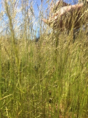 Agrostis pallens