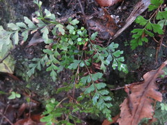 Lindsaea trichomanoides