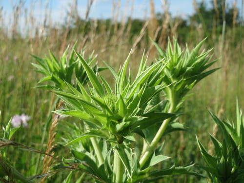 Field Eryngo