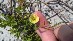 Physalis angustifolia