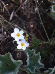 Leptosiphon jepsonii
