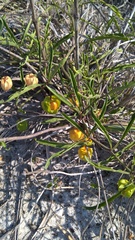 Physalis angustifolia