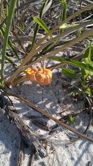 Physalis angustifolia
