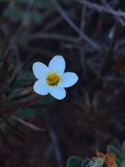 Leptosiphon jepsonii