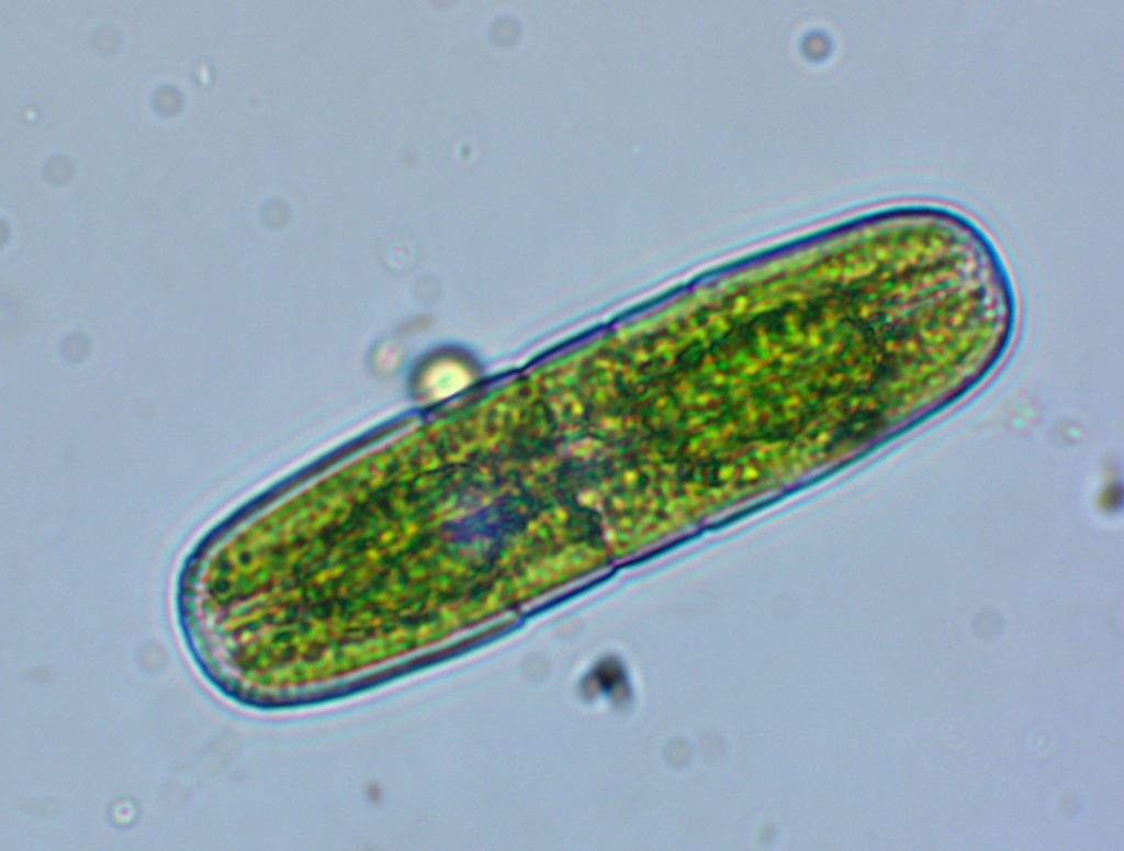 Peniaceae
