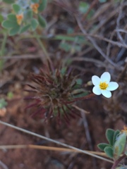 Leptosiphon jepsonii