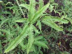 Dicranopteris linearis linearis