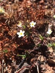 Leptosiphon jepsonii