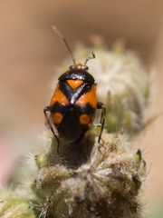 Deraeocoris schach