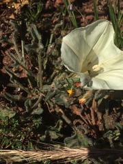 Calystegia collina