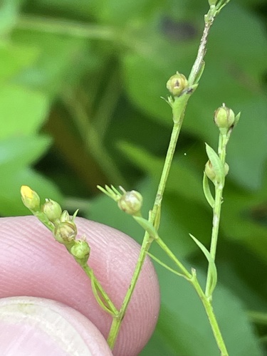 Ridged yellow flax (Linum striatum)
