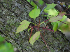 Crataegus schuettei