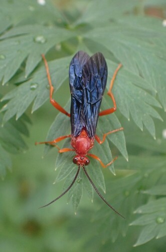 iNaturalist observation photo of Trogus