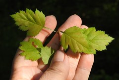 Crataegus schuettei