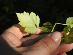 Crataegus schuettei
