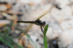 Libellula auripennis
