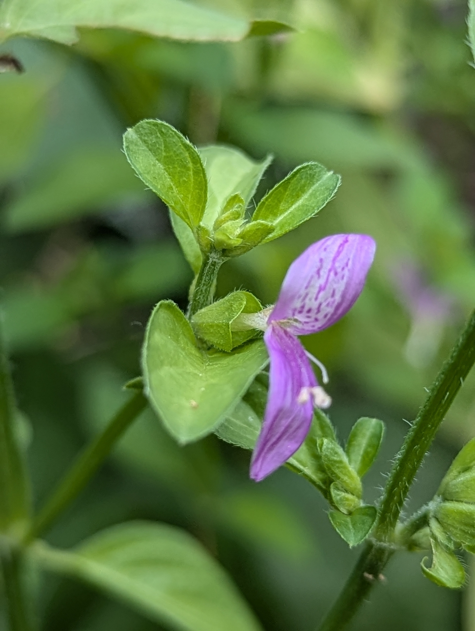 Dicliptera brachiata