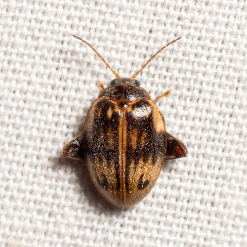 Texas Flea Marsh Beetle