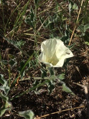 Calystegia collina