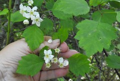 Crataegus schuettei