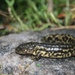 Tarahumara Salamander - Photo (c) juancruzado, some rights reserved (CC BY-SA), uploaded by Juan Cruzado Cortés