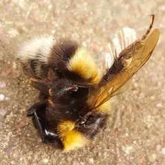 Bombus hortorum