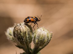 Deraeocoris schach