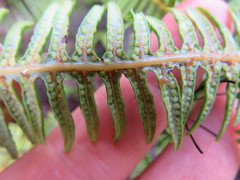 Dicranopteris linearis linearis