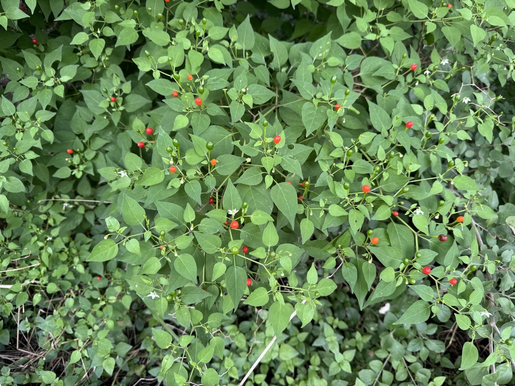Green chili peppers growing on the plant