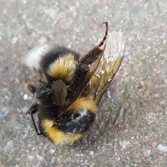 Bombus hortorum