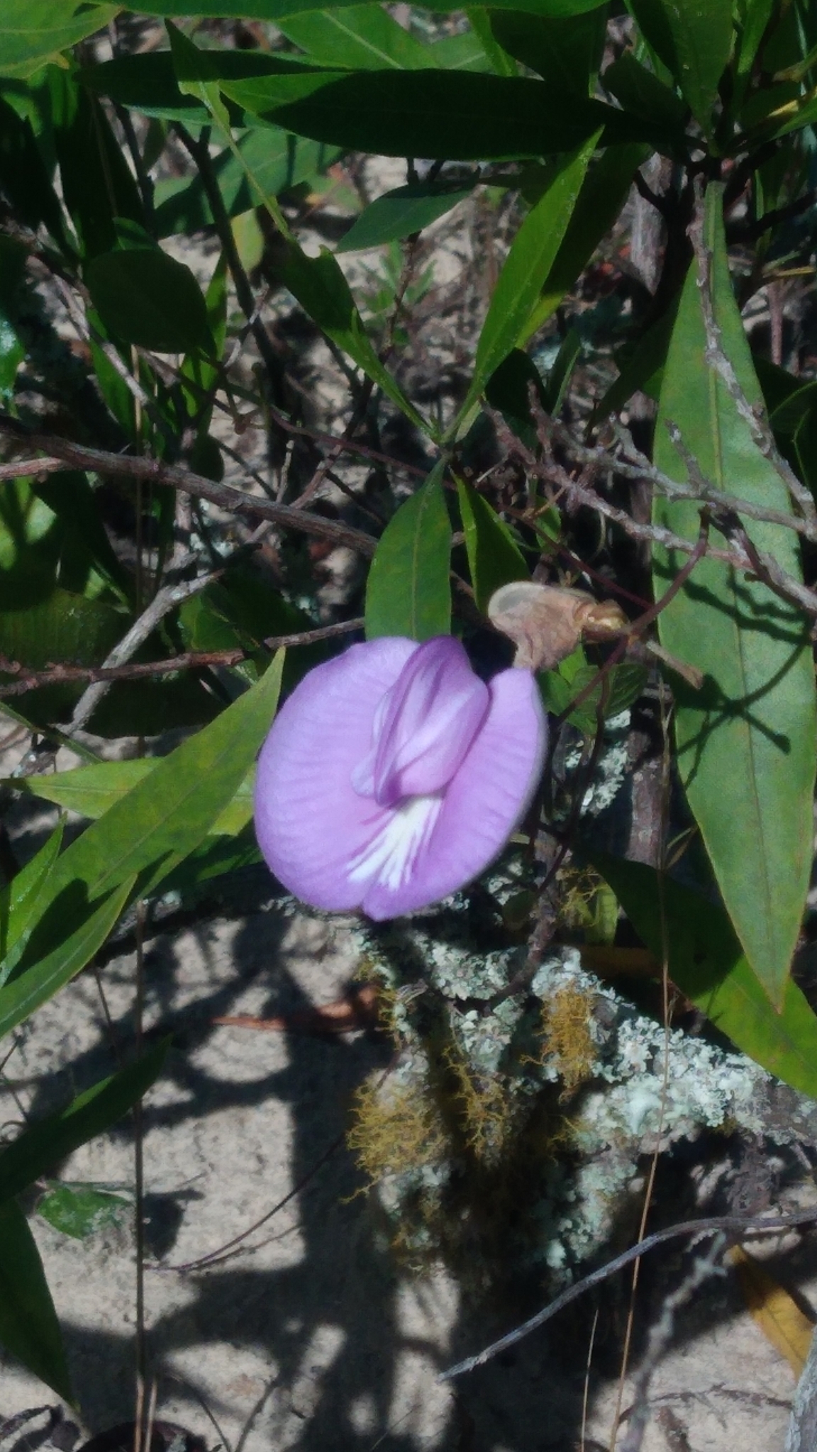Centrosema virginianum