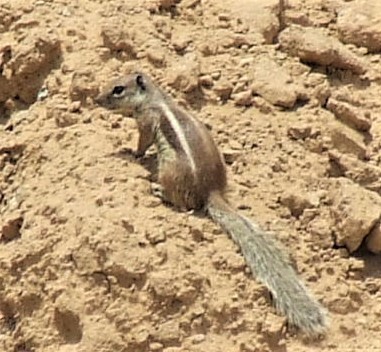 Barbary Ground Squirrel, photo 9 of 10