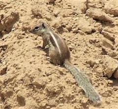 Atlantoxerus getulus