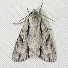Acronicta thoracica