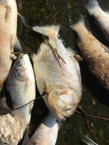 Red-bellied piranha (Pygocentrus nattereri) — Serrasalmidae — 3