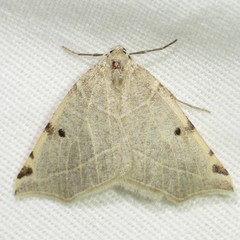 Neoterpes graefiaria