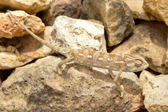 Common Chameleon photo 4
