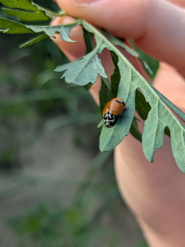Glacial Lady Beetle photographed in North Carolina