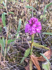 Anacamptis pyramidalis pyramidalis
