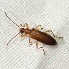 Statira